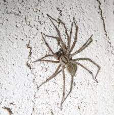 How to Tell What Kind of Spider is in Your House