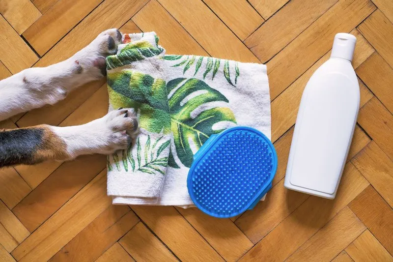 How to Repel Fleas: Natural Repellents